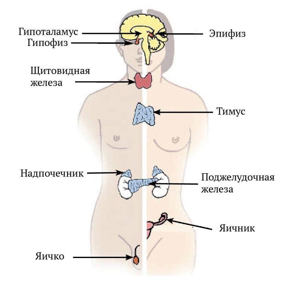 Эндокринная система человека