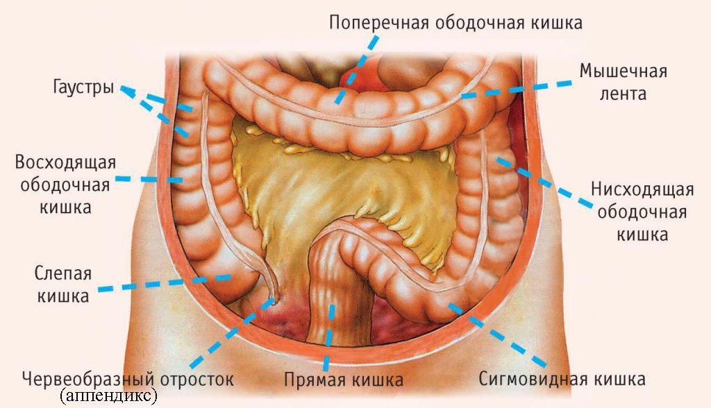 Строение кишечника человека