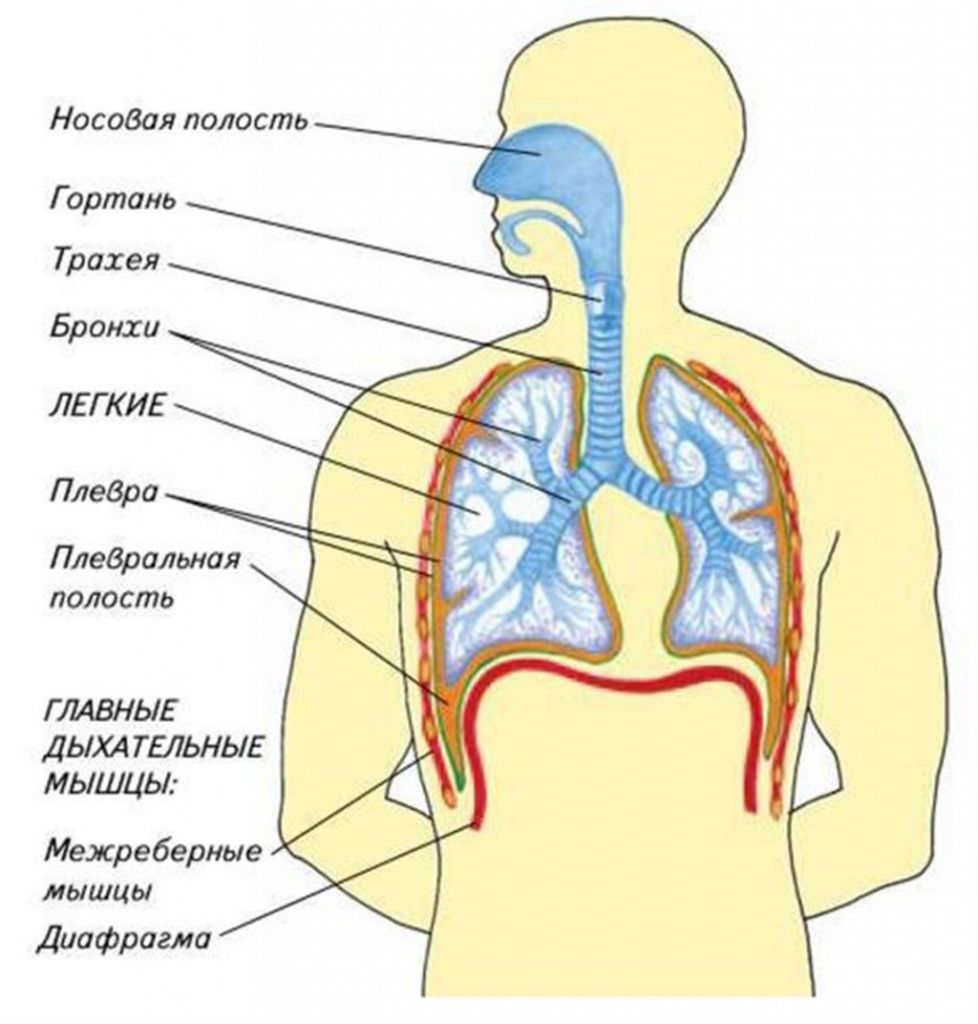 Дыхательная система человека