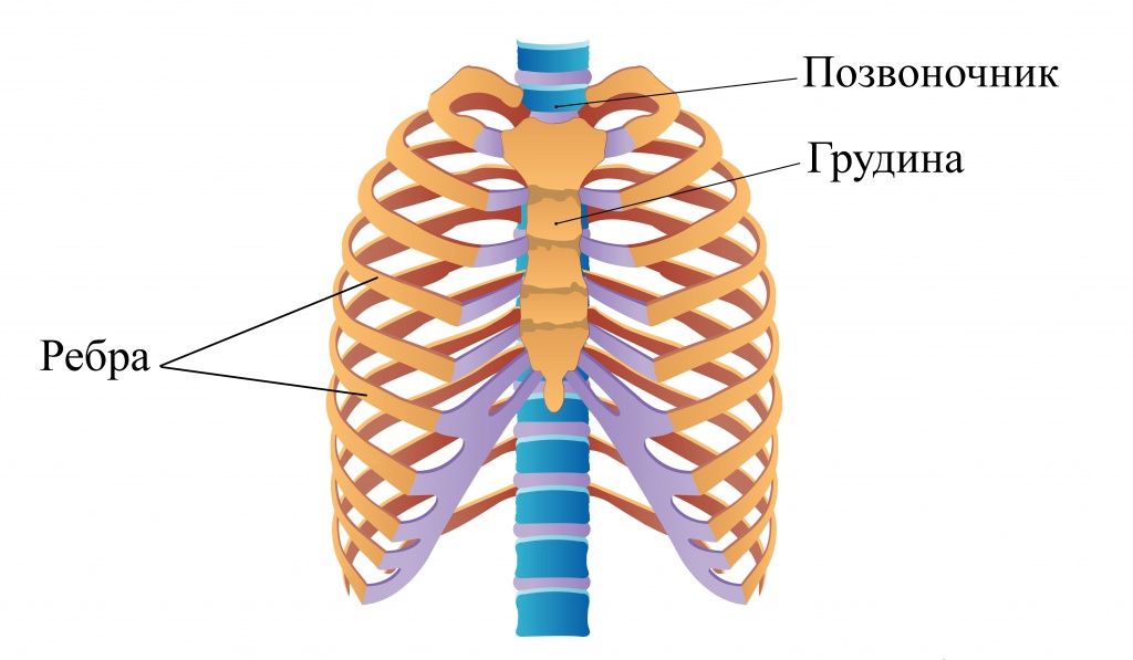 грудина.jpg