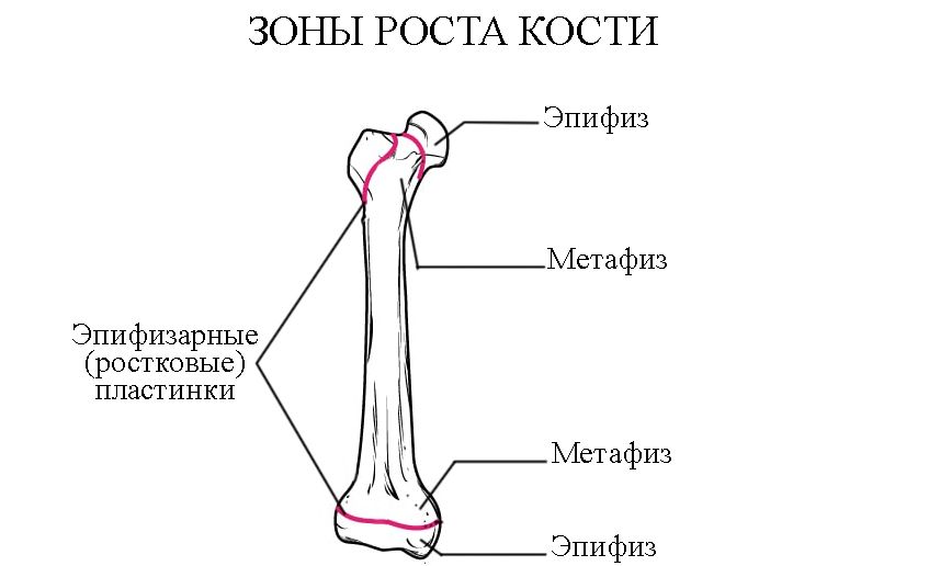 Зоны роста кости Зоны роста кости