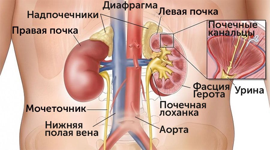 Почки на фоне других органов забрюшинного пространства