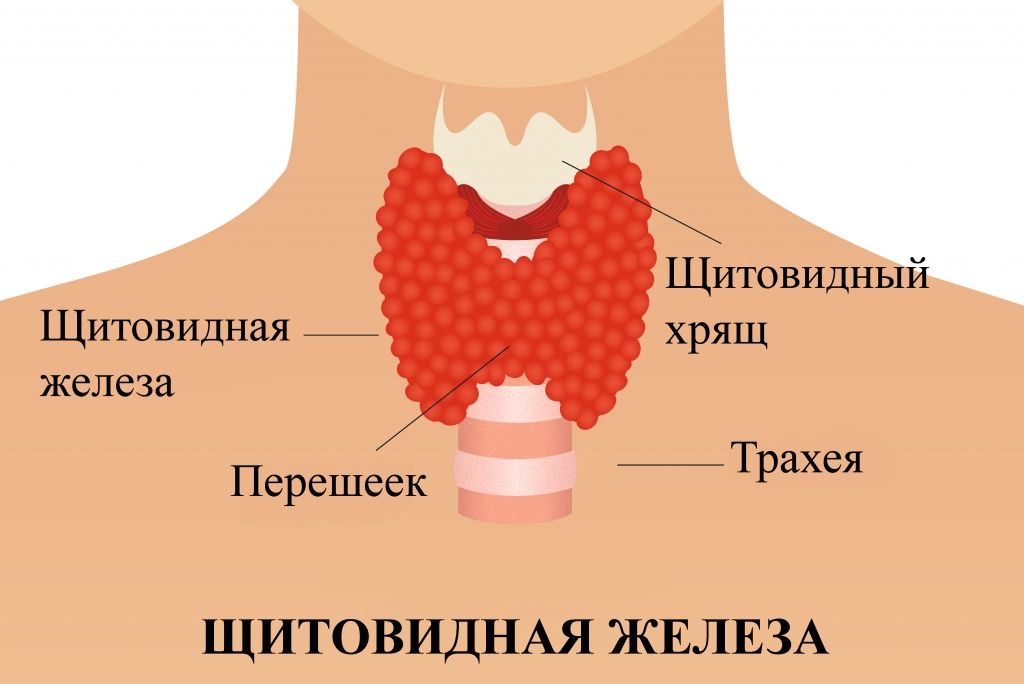 Строение щитовидной железы щитовидка.jpg