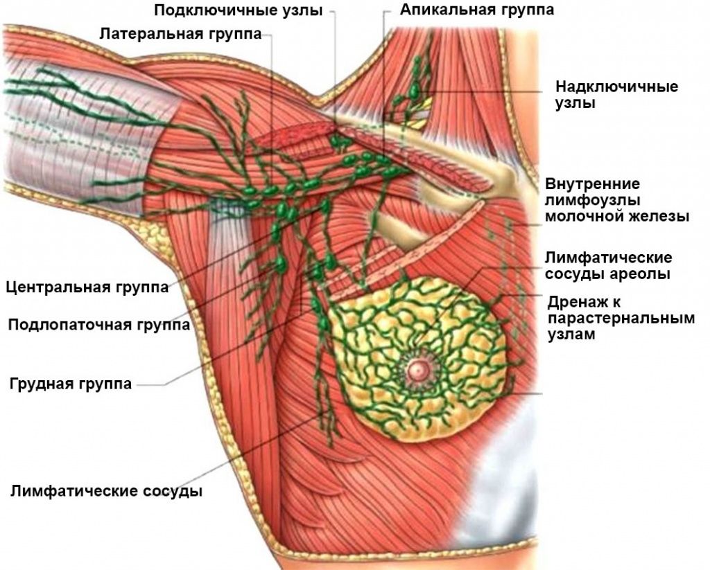Лимфатические узлы молочной железы Лимфатические узлы молочной железы