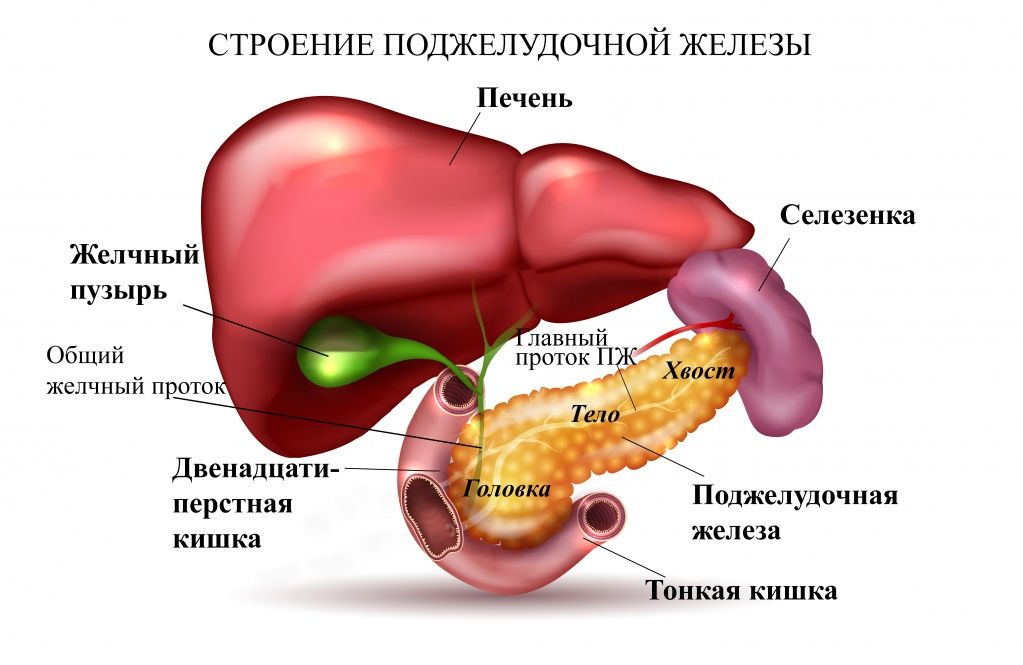 Строение поджелудочной железы пж.jpg