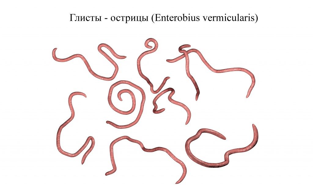 Острицы