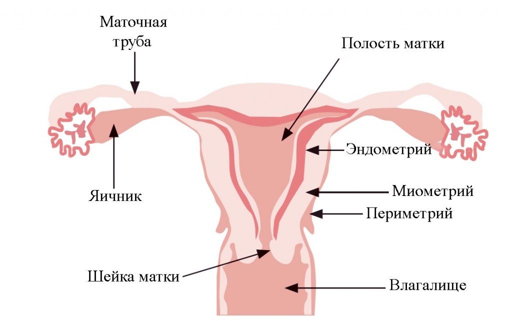 матка2.jpg