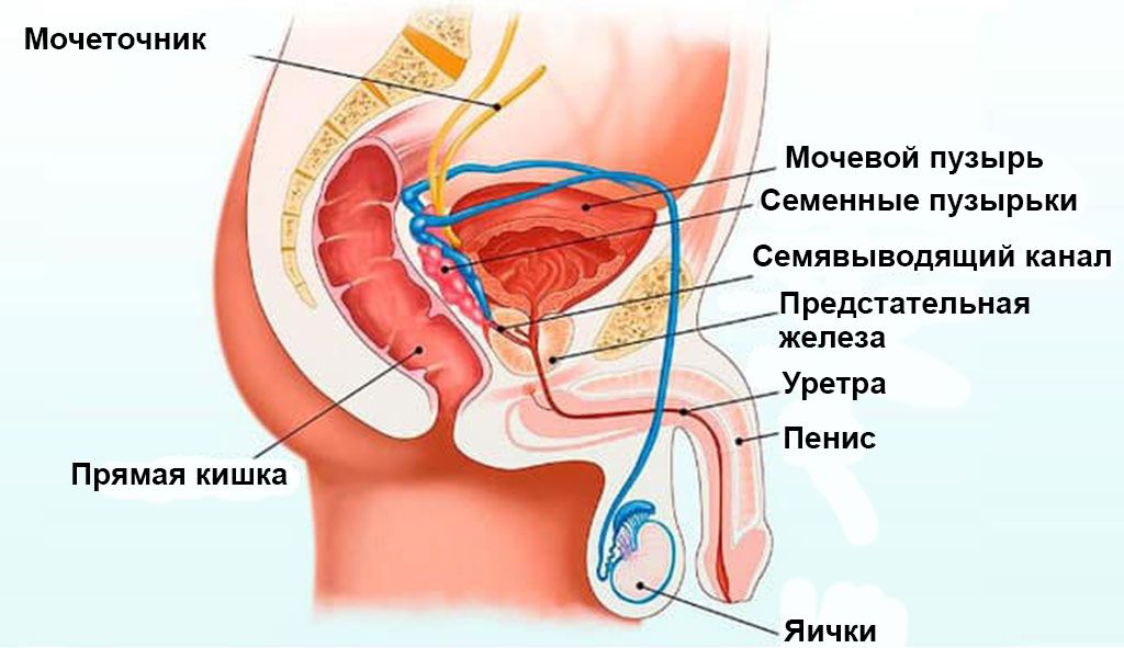 Мочеполовая система мужчин Мочеполовая система мужчин
