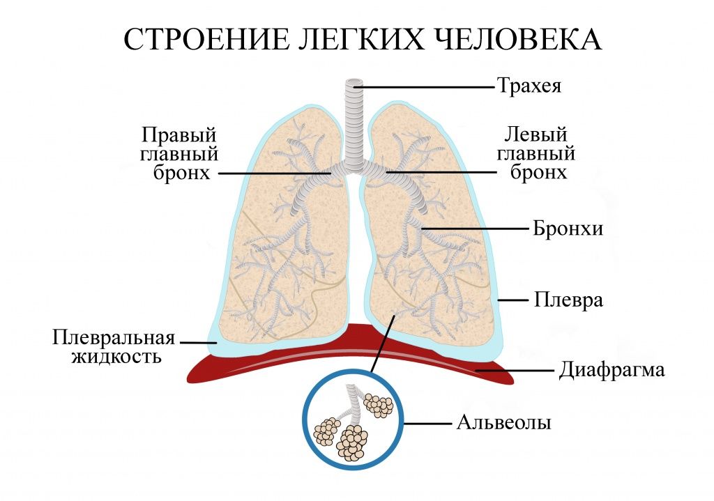 легкие.jpg