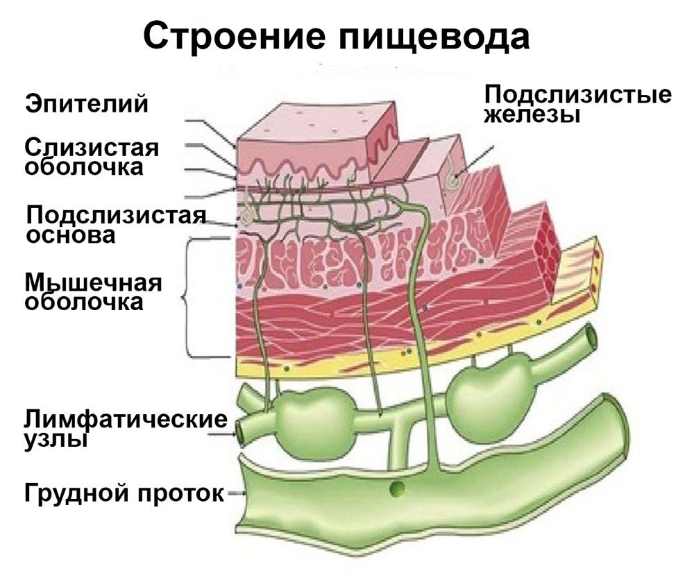 Строение пищевода