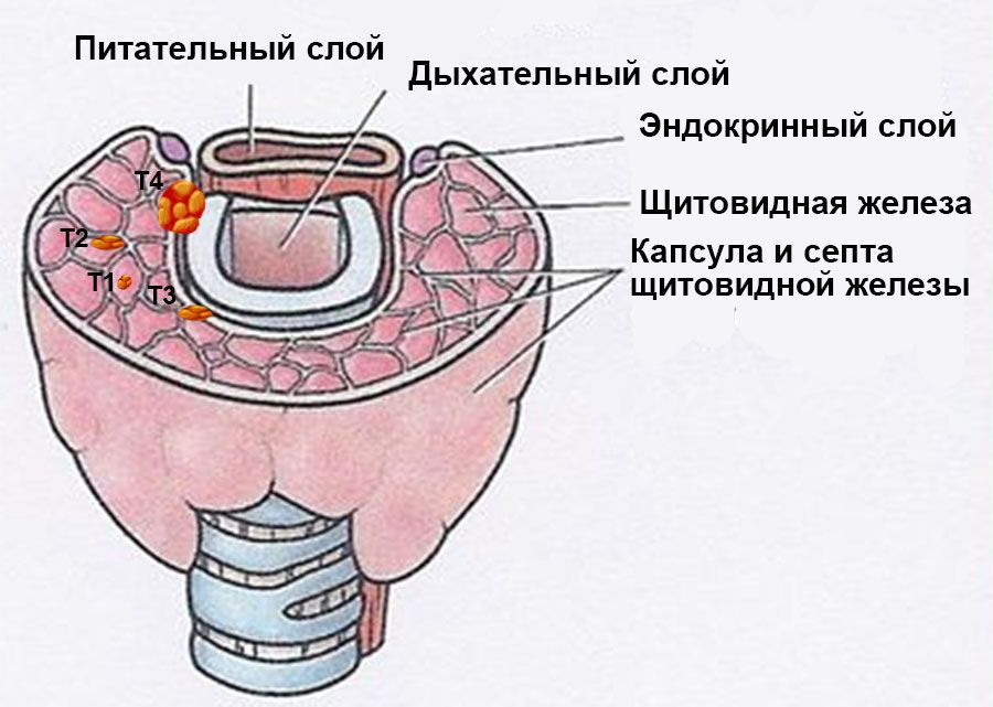 Строение щитовидной железы Строение щитовидной железы