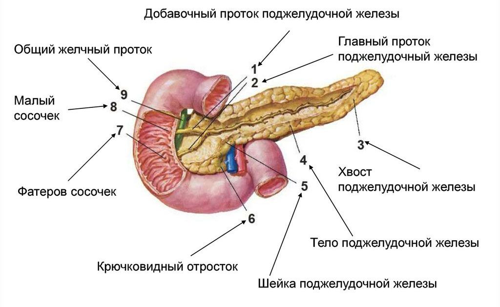 Строение поджелудочной железы