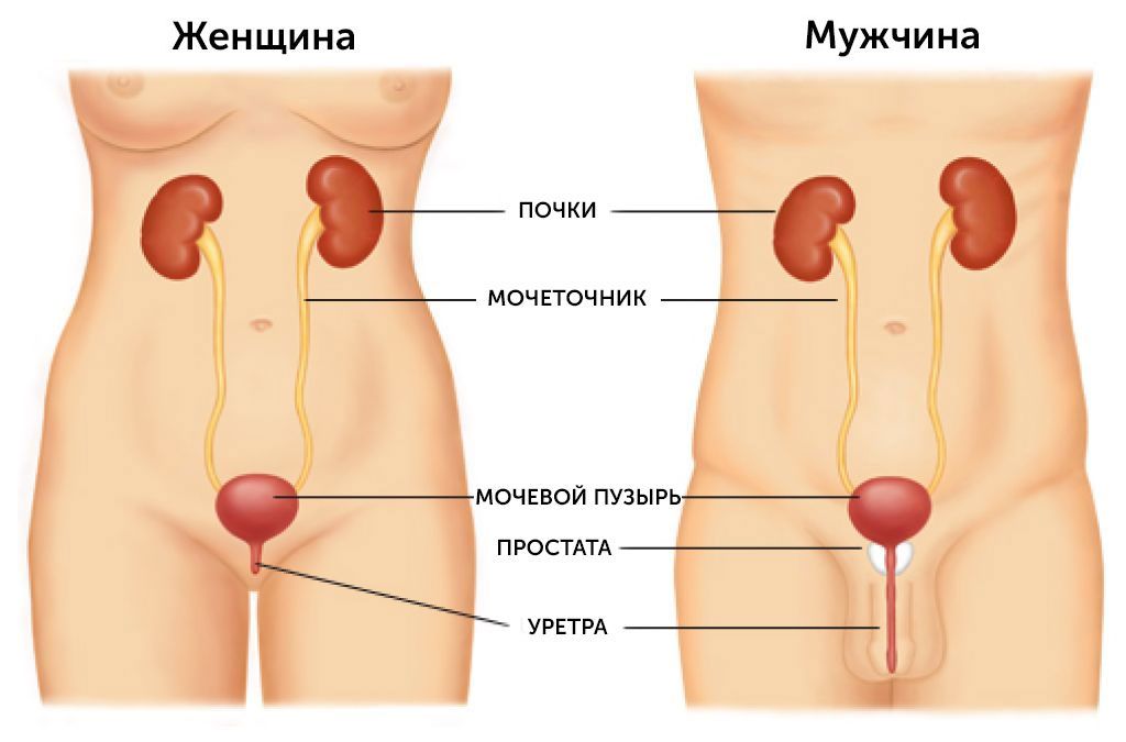 Схема мочевыделительной системы человека