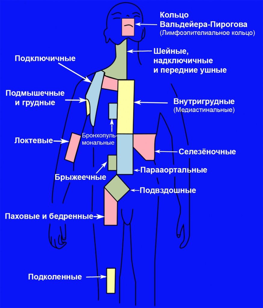 Расположение лимфоузлов Расположение лимфоузлов