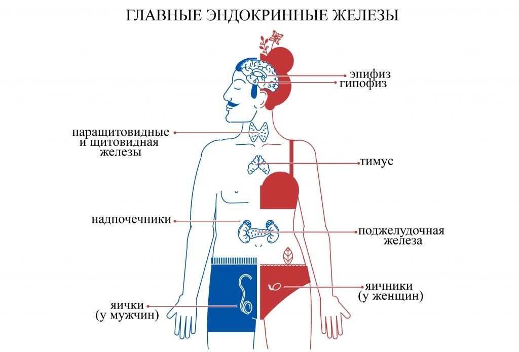 Эндокринные железы