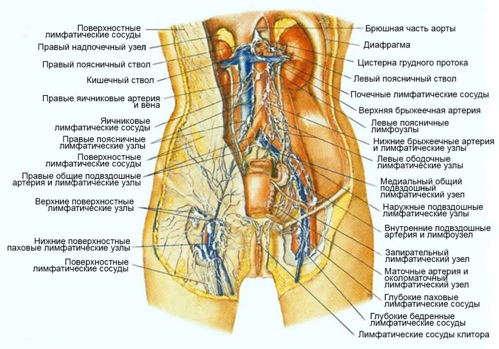 Регионарные лимфатические узлы Регионарные лимфатические узлы при раке вульвы